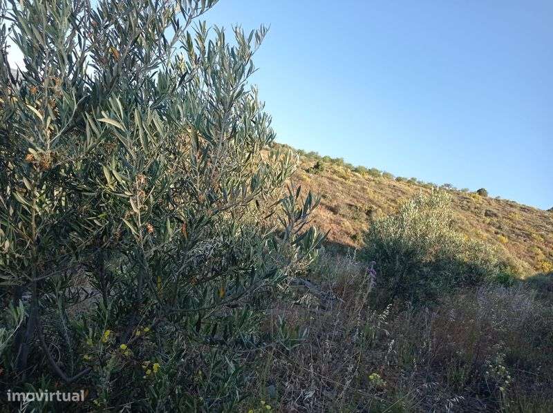 Terreno Rustico em Sequeiros - Torre de Moncorvo - Grande imagem: 5/8
