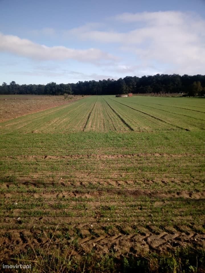 Lote de terreno com 3.800 m2, viabilidade de construção