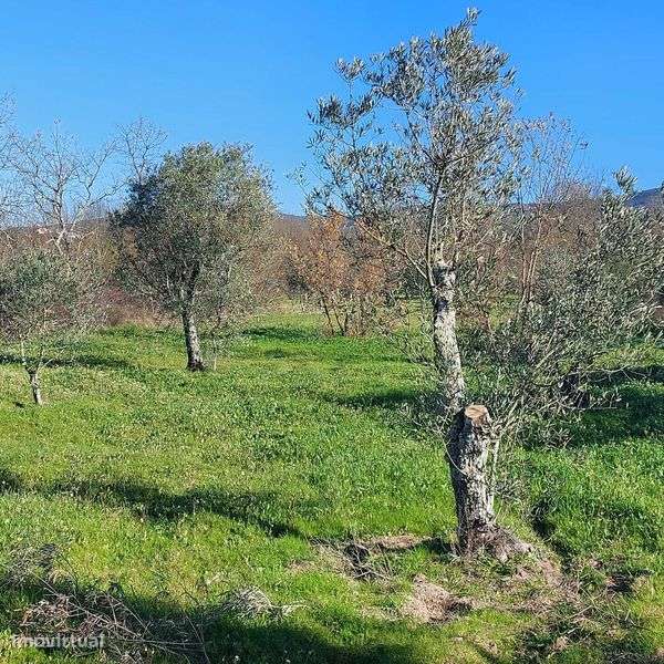 Quintinha com viabilidade de construçao e 2 ruinas - Grande imagem: 5/10