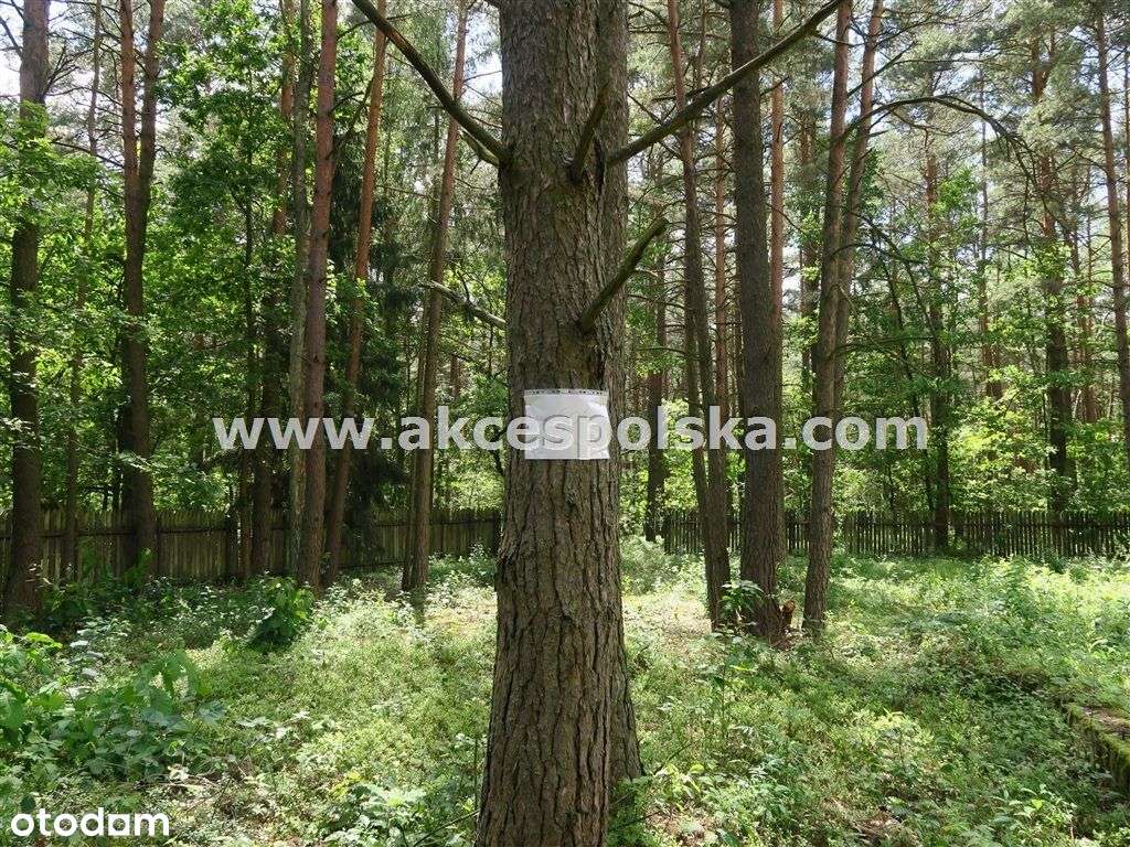 działka z aktualną Wz i starodrzewem-2