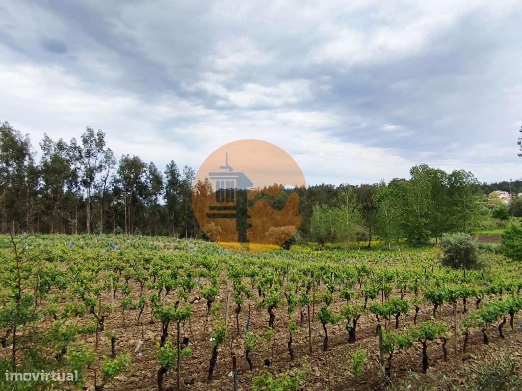 Terreno Rustico com Vinha, Floresta e Olival para venda em Castelos - Grande imagem: 4/36