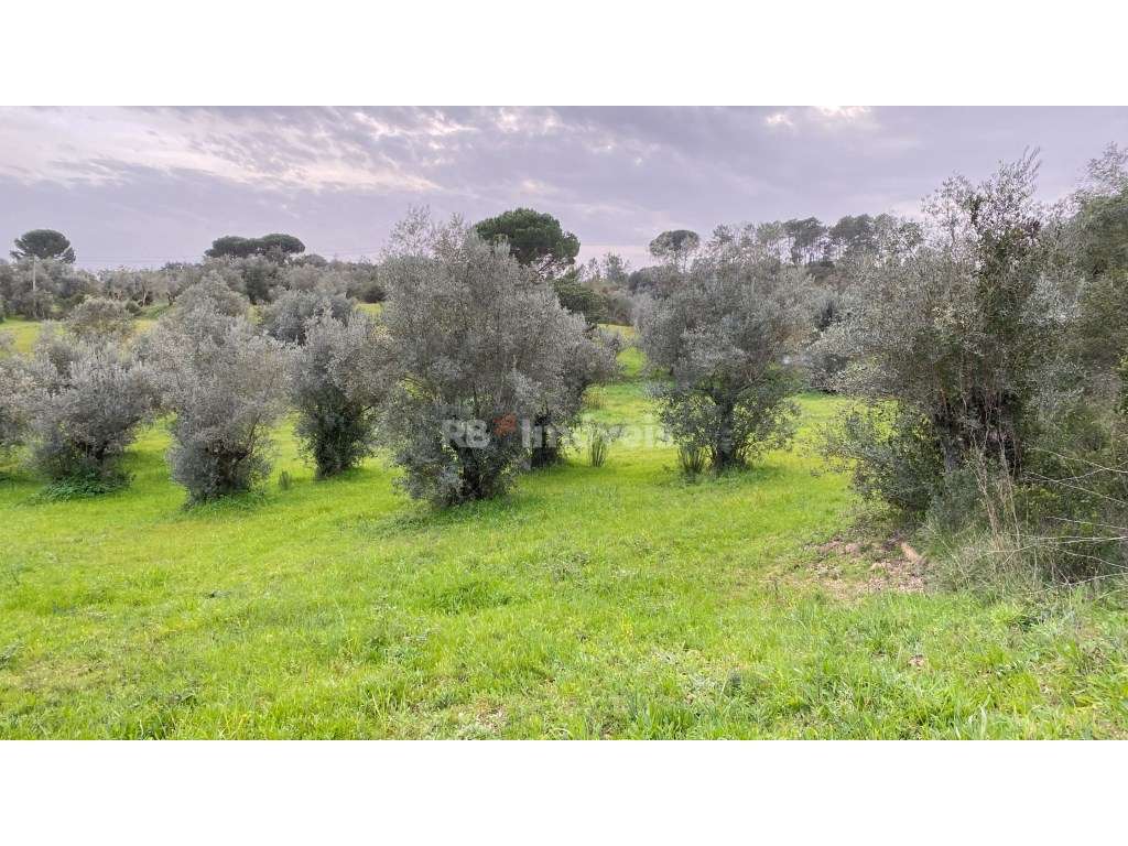 Terreno Rústico com 4520m²- Vales de Baixo, Torres Novas - Grande imagem: 5/22