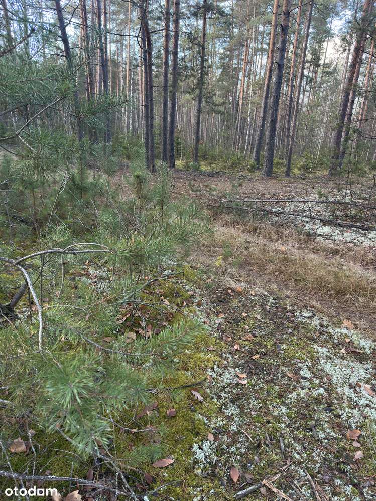 Leśniczówka Unikalne niespotykane miejsce w Europie  w Puszczy Białow.-5