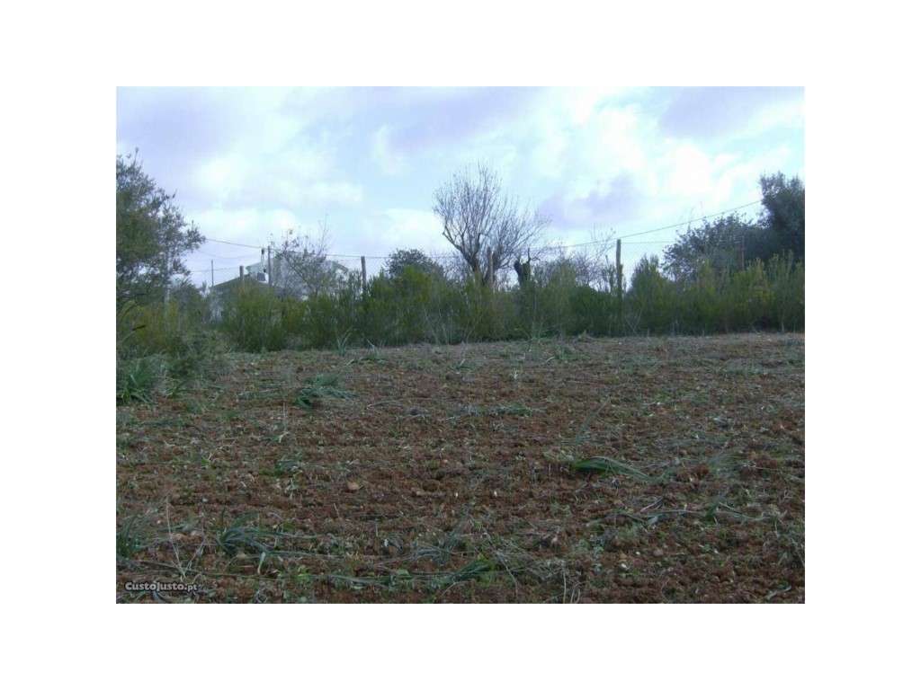 Excelente Terreno Rústico, Completamente Vedado, Guia-Albufeira - Grande imagem: 5/9