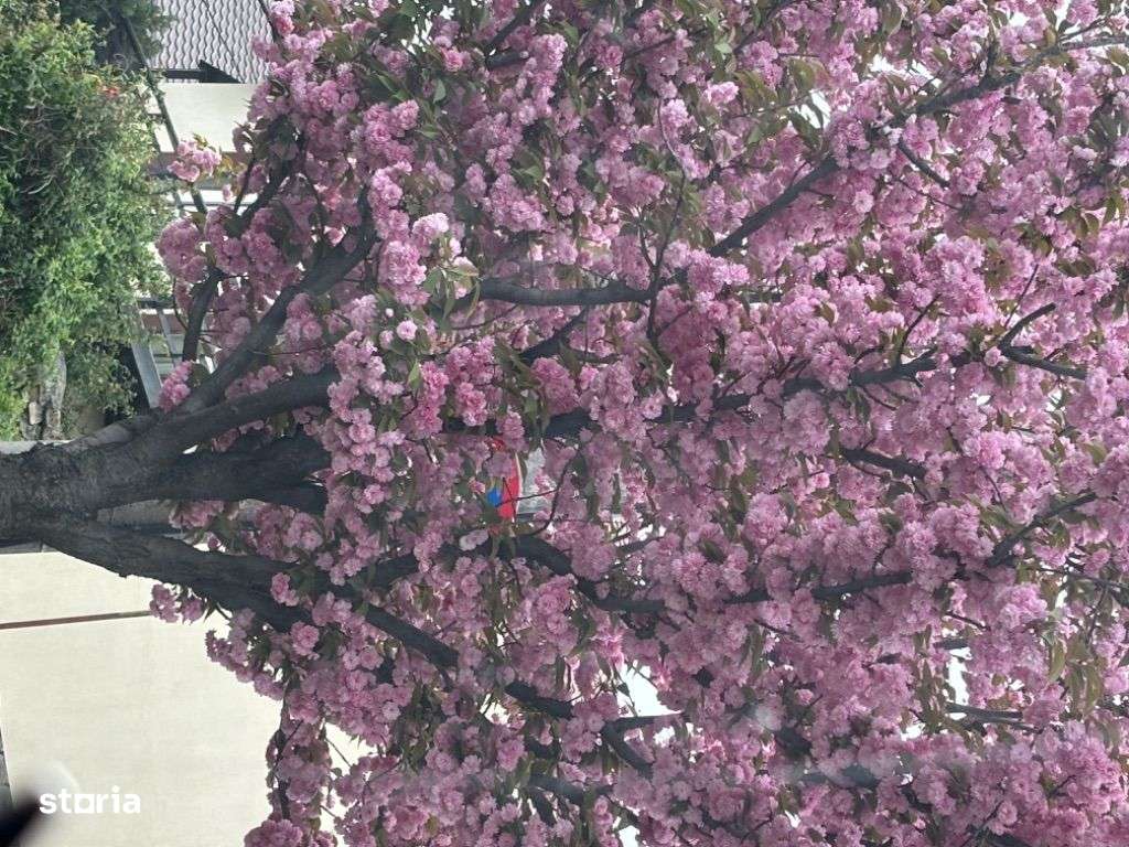 Vand casa individuala Traian 90000 euro-6