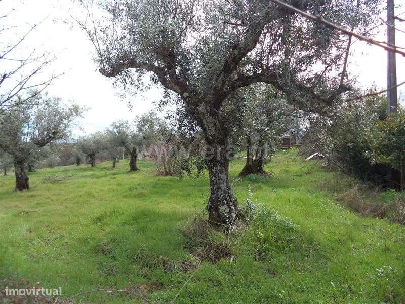 Terreno Rústico / Fundão, Vales Pêro Viseu - Grande imagem: 5/8