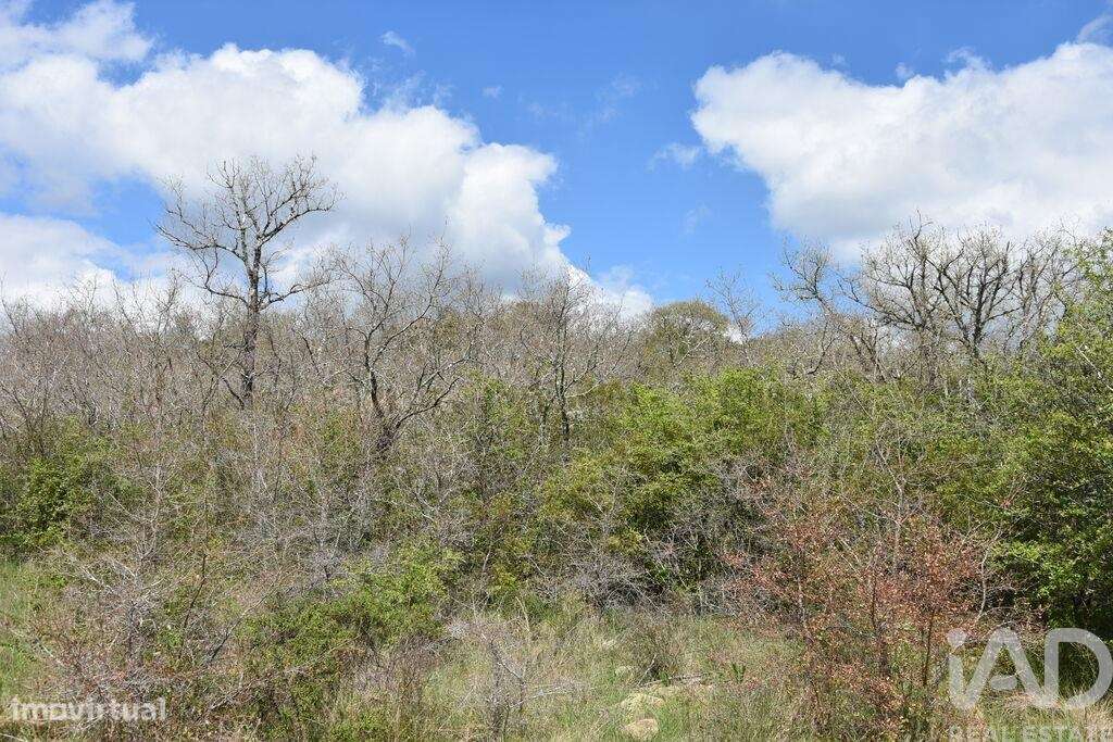 Terreno Agrícola em Chãos - Grande imagem: 4/18