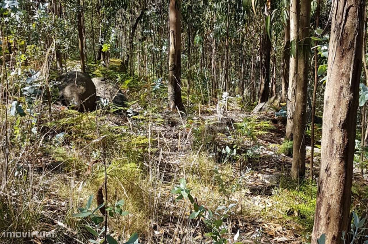 Terreno rústico - Grande imagem: 3/6