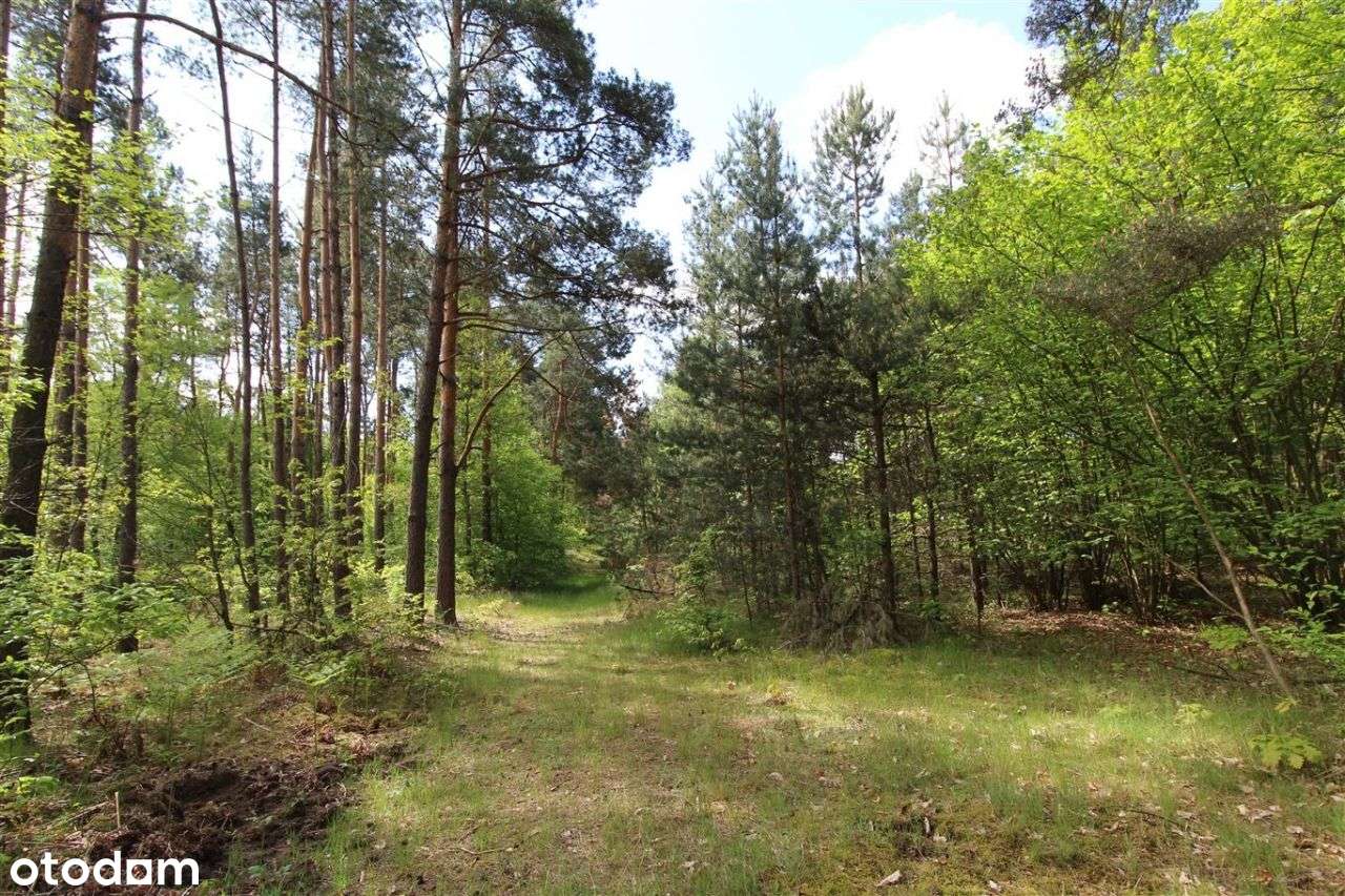 Działka, 21 309 m², Kusięta - Pełny obrazek: 4/5