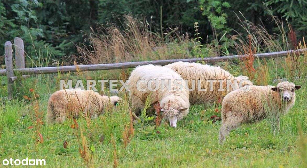 Dom, 303,40 m², Istebna-14