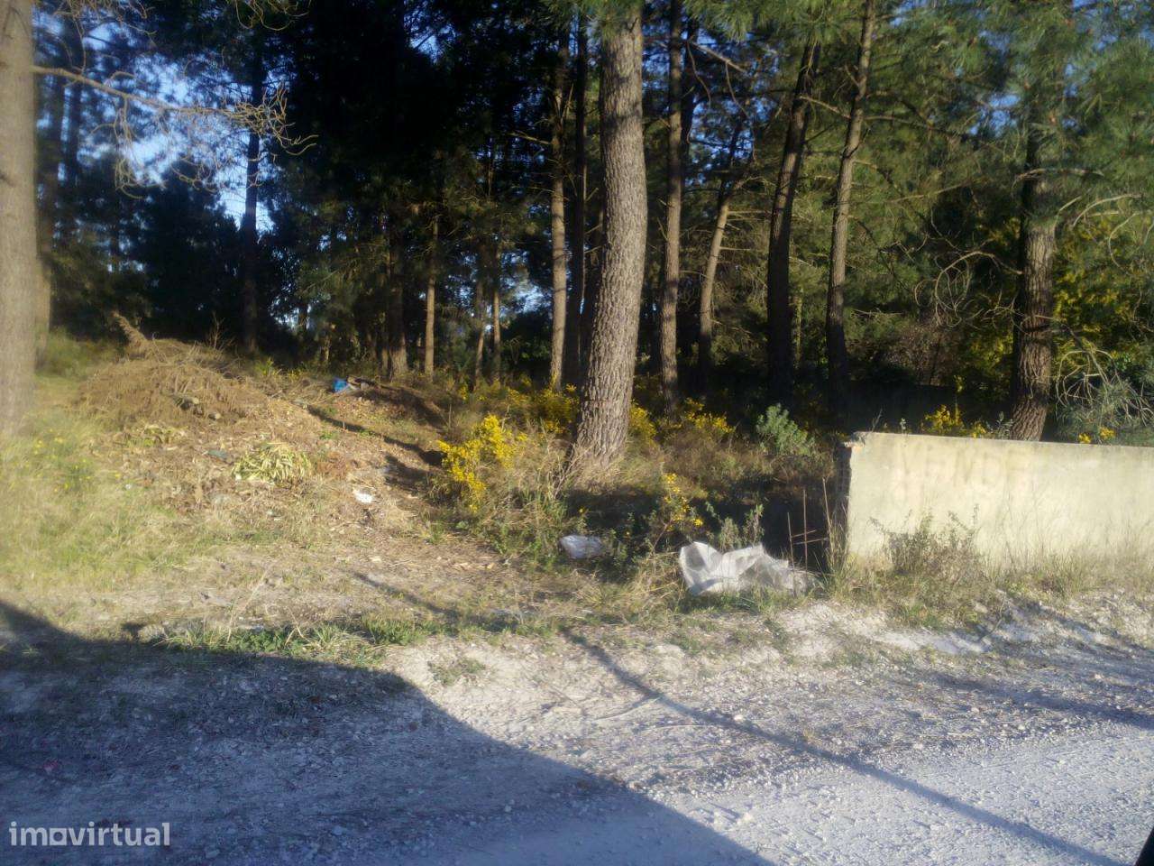 Azeitão / Brejos Azeitão Terreno 5000m2 .-7