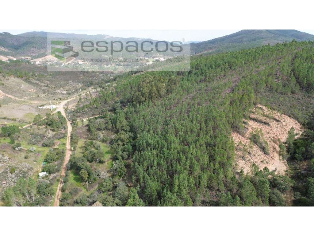 Terreno Rústico Venda Castelo Branco - Grande imagem: 4/10