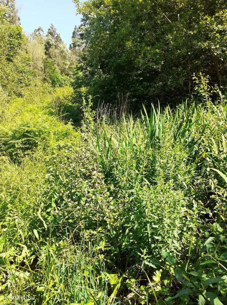 Terreno em Sanguedo, Santa Maria da Feira com 2923m2 - Grande imagem: 5/8