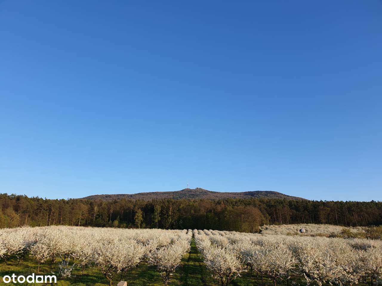 5X Działki budowlane u podnóża Ślęży – Sady k. Sobótki! | Piękny widok-4