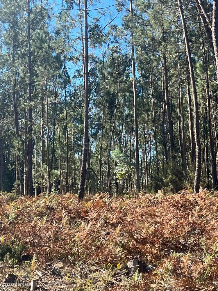 Terreno rústico 1.300m2 em São Mamede, Batalha - Grande imagem: 4/8