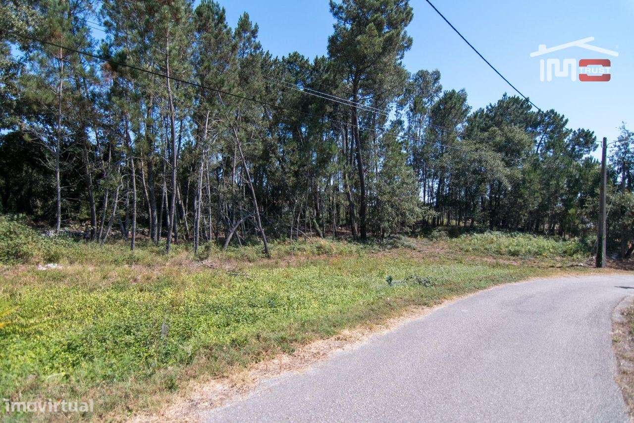 TERRENO RÚSTICO DE 680 M2 COM PINHAL E TERRA DE CULTIVO - Grande imagem: 4/5