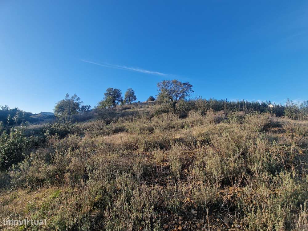 Terreno Rústico - Vale Figueira, Messines-7