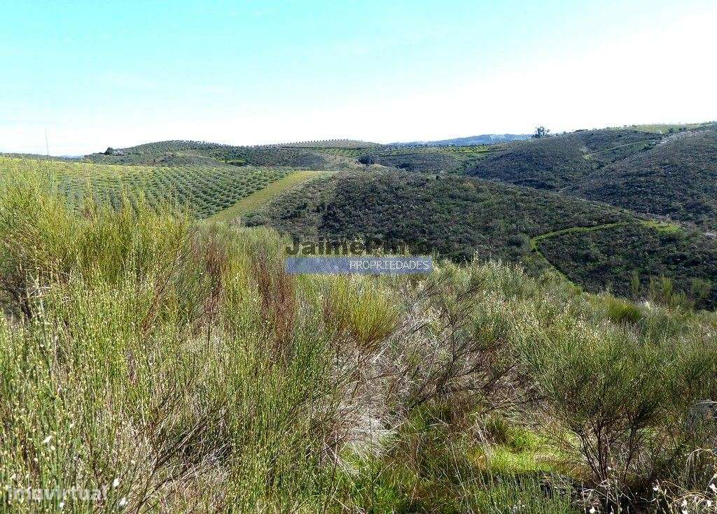 50.000m2 terra agrícola p/ Olival, Amendoal ou outras produções. Po... - Grande imagem: 4/9