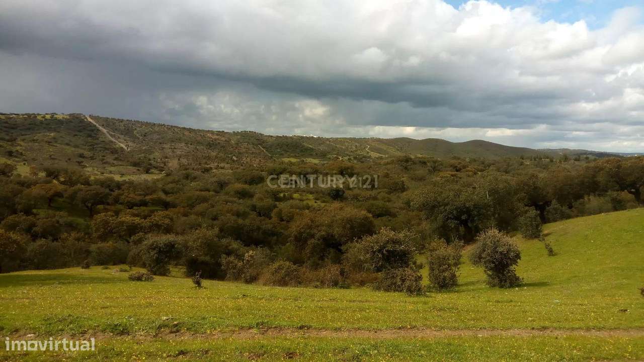 5 hectares  de terreno rústico com 2 cadernetas junto à aldeia dos Mar - Grande imagem: 5/18