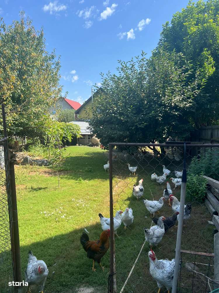 Letea Veche, la Str Principala, construcție 2010, teren 1200 mp, - Imagine principală: 4/19