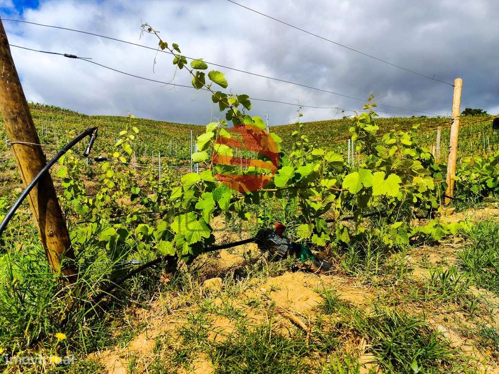 QUINTA NO DOURO SUPERIOR - Grande imagem: 5/17