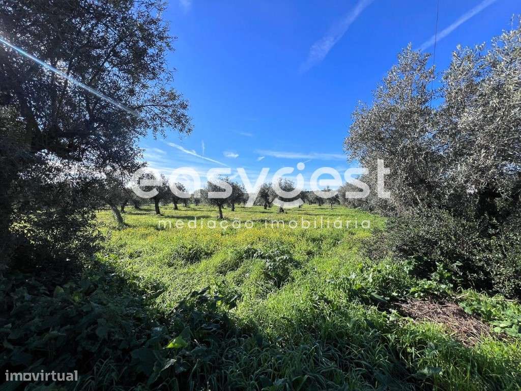 Terreno misto com ruína e 13083m2 de área total, em Abrantes - Grande imagem: 2/25