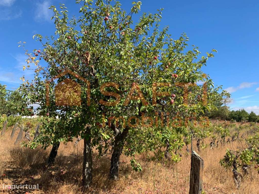 Terreno à venda em Prados - Pinhel-15