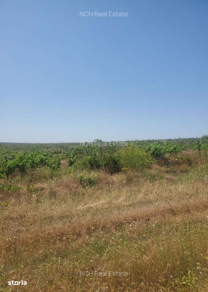 130 Ha comasat 100%, judetul Constanța - Imagine principală: 2/4