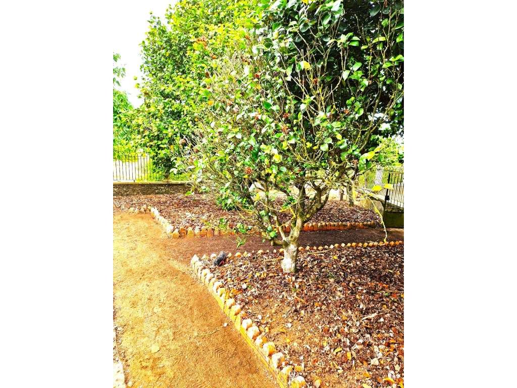 Fantástica Quinta Senhorial em Ferreira do Zezere - Grande imagem: 3/60