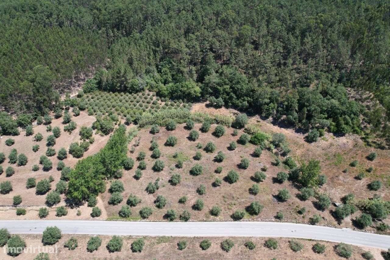 Terreno com oliveiras - Grande imagem: 2/14
