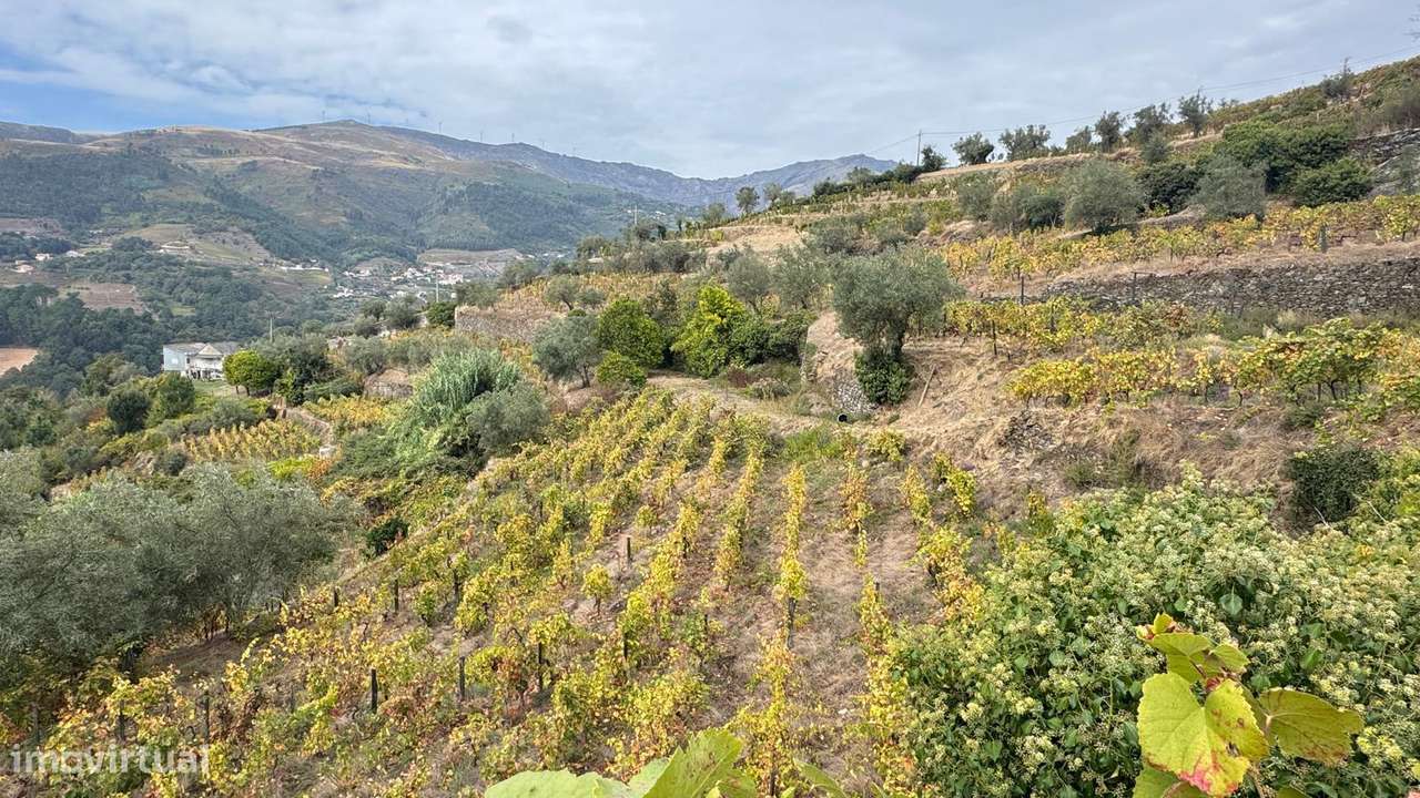Quinta do Prado em Moura Morta, Régua-13