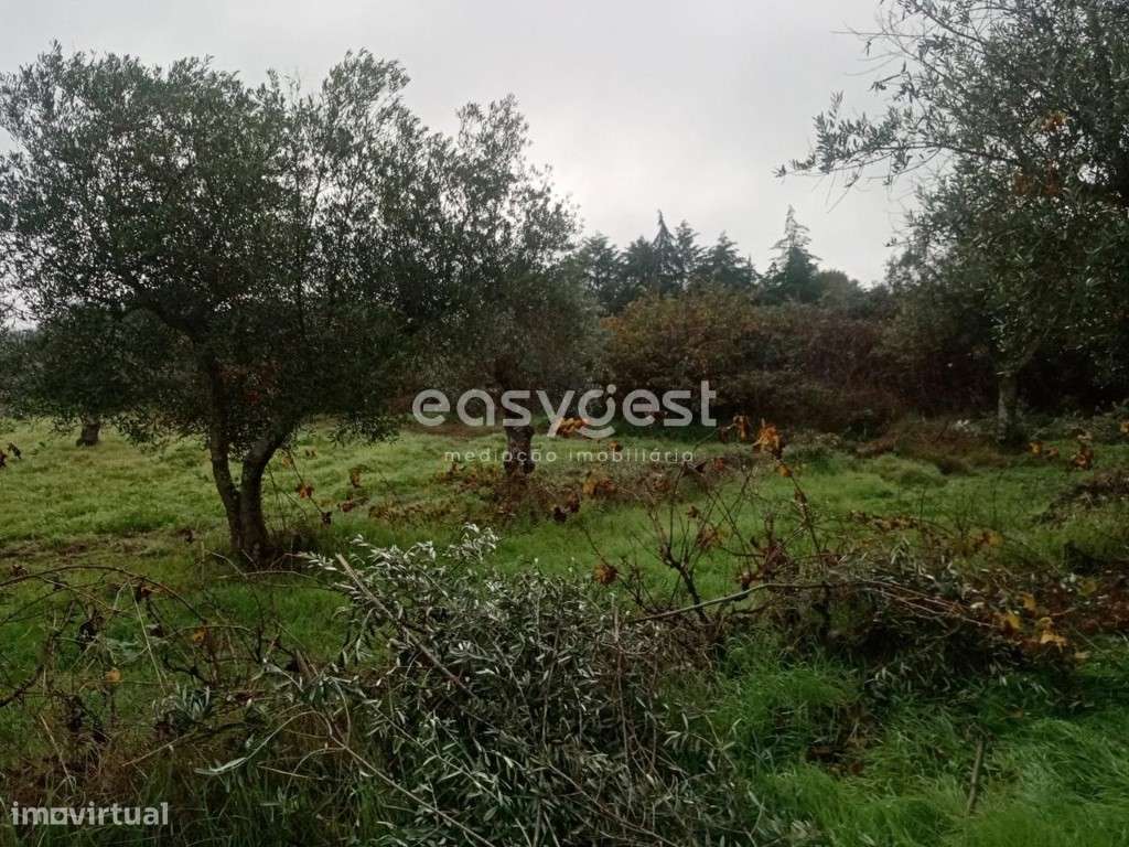 Excelente Terreno Rústico com Olival, em Povoa Rio de Moinhos - Grande imagem: 5/21