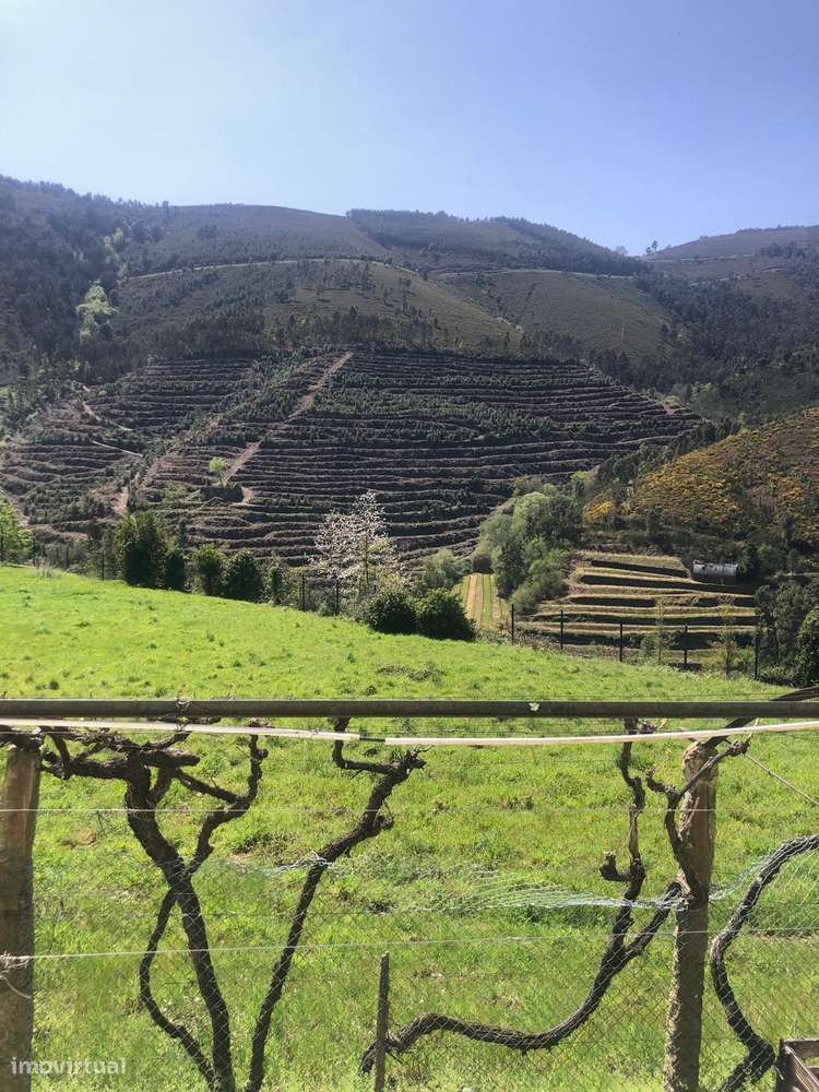 Quinta espetacular na região do vinho verde em plena produção-31