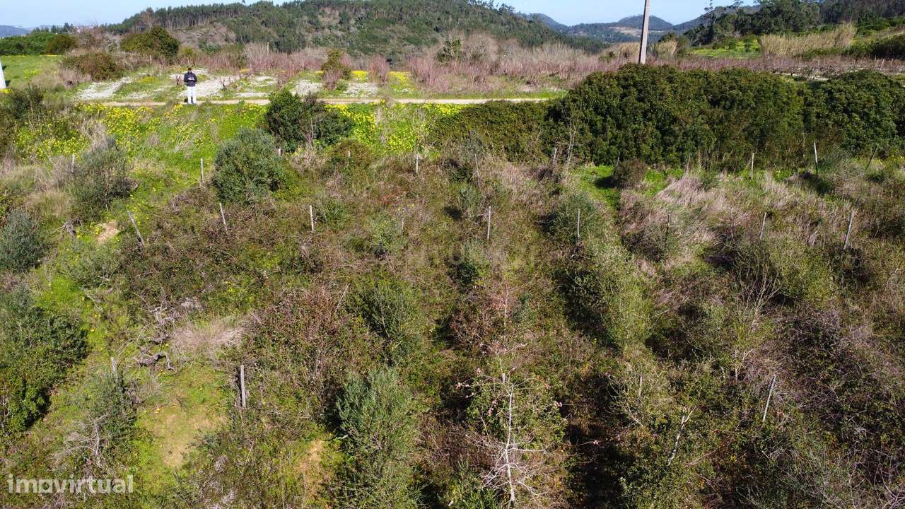 Terreno Agrícola com Vinha 4562 m² – Chanca, Sobral da Abelheira-7