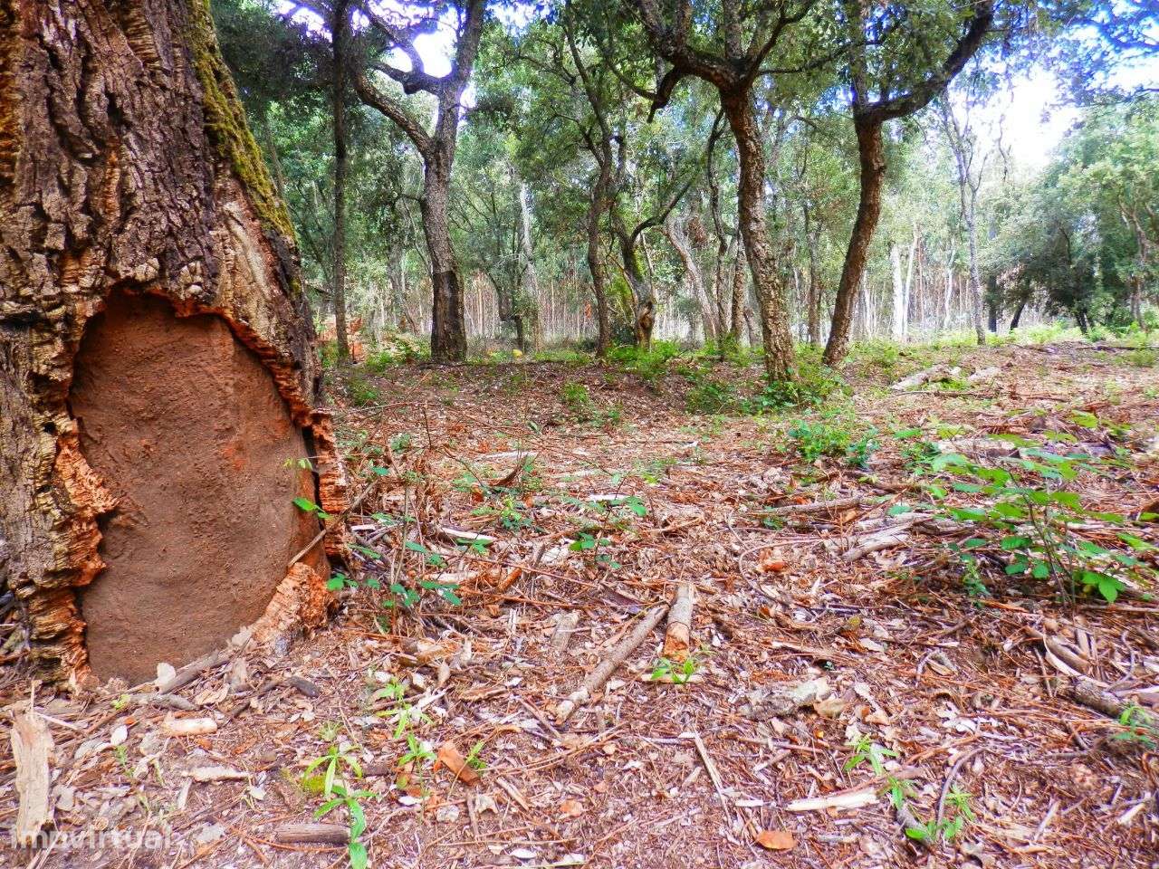 Terreno rustico com 24.985m² - Grande imagem: 5/12