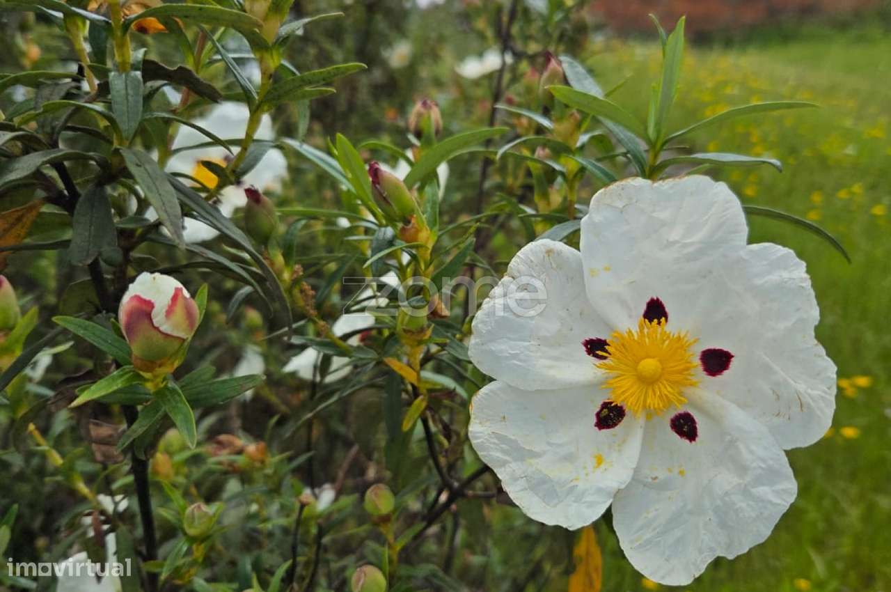 Terreno Urbano - Santa Luzia - Ourique - Grande imagem: 5/17