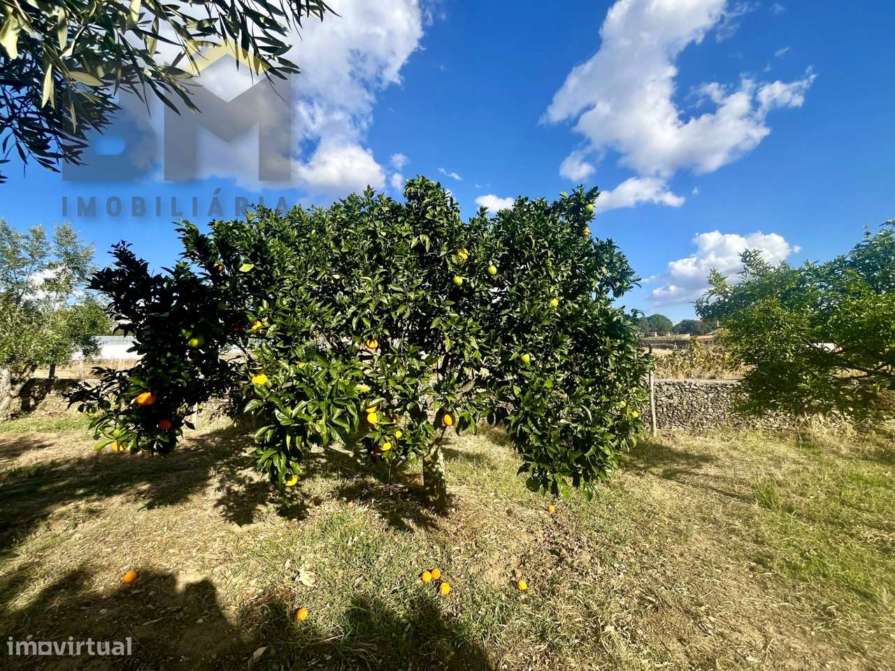 Quintinha  Venda em Cebolais de Cima e Retaxo,Castelo Branco-18
