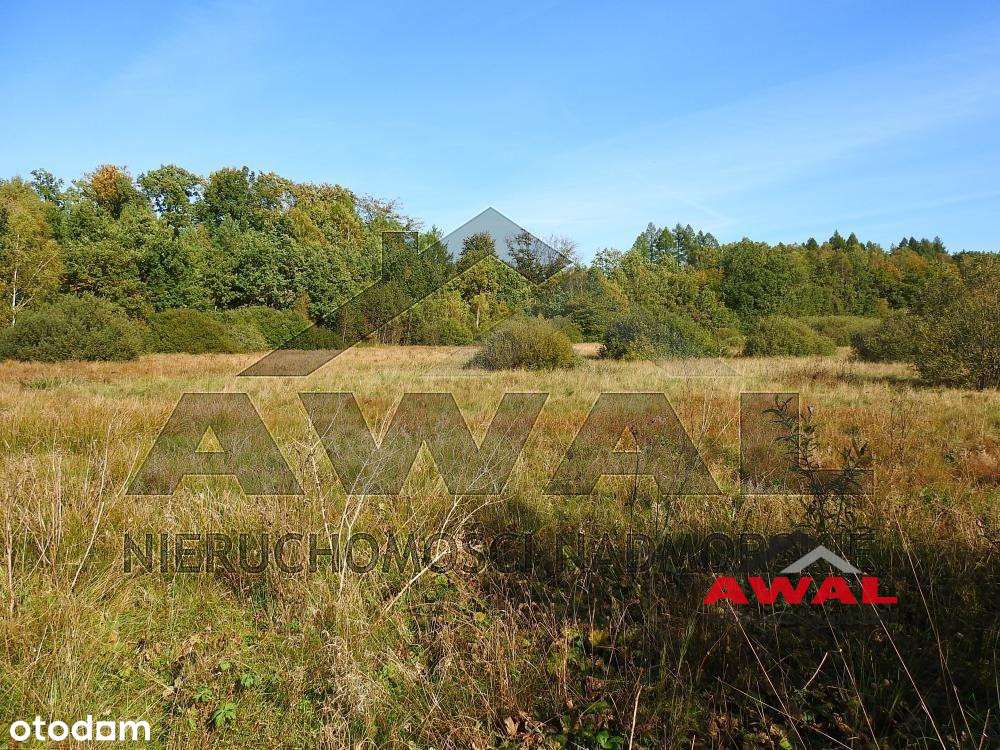 Duża działka rolna w Leśniewie blisko lasu-1