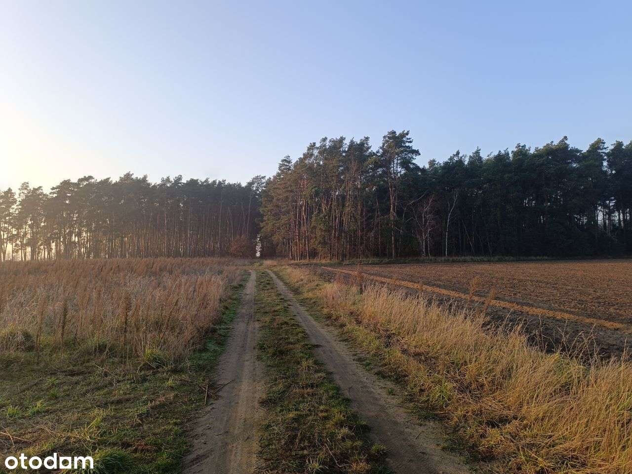 Marianowo, przy lesie, 779m2, prąd, woda,  ostatnia! - Pełny obrazek: 5/8