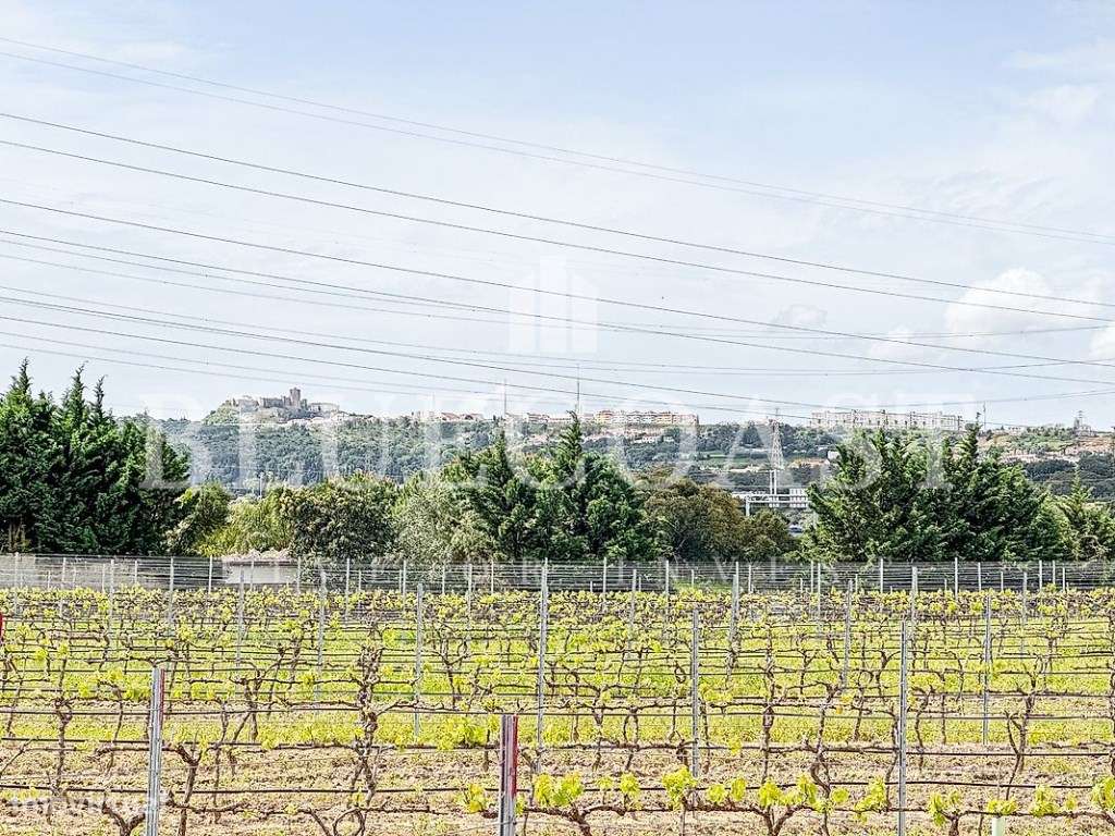 Terreno Rústico com Vinha e PIP Aprovado - Palmela-2