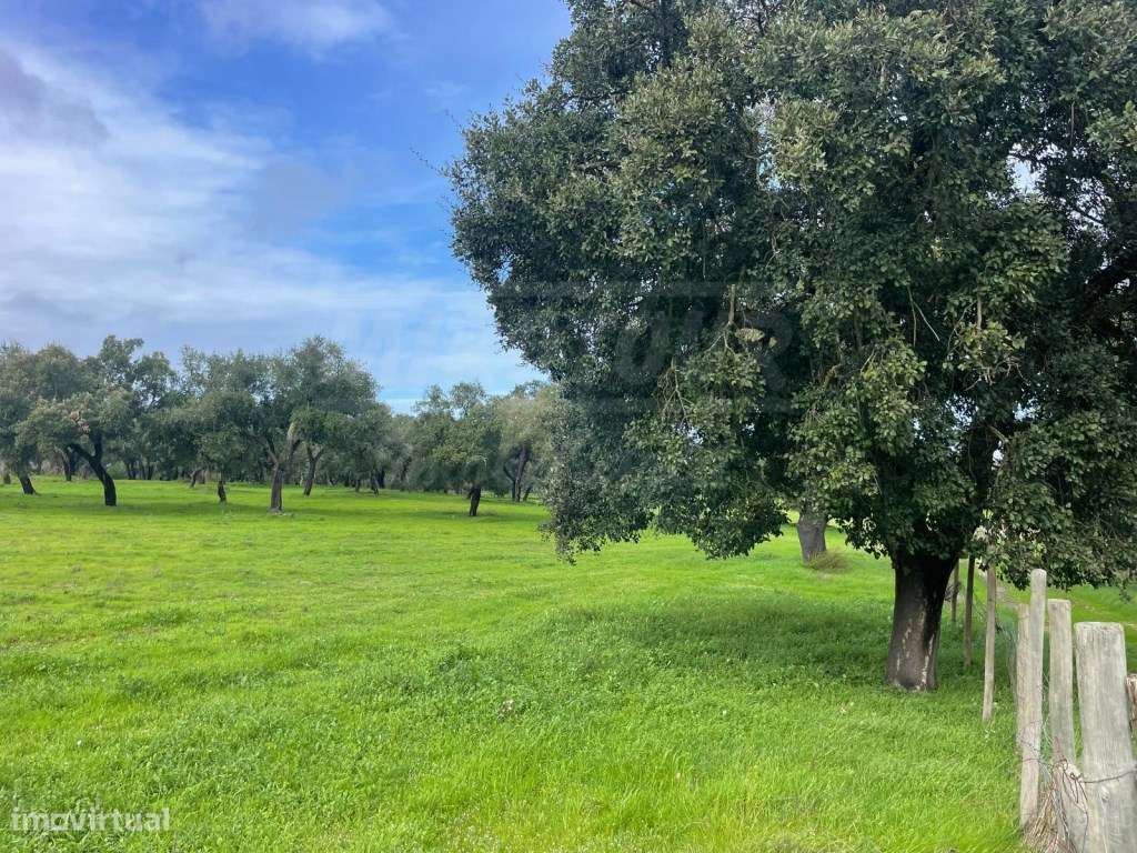 Propriedade Rústica com 11 Hectares junto a Canhestros-8