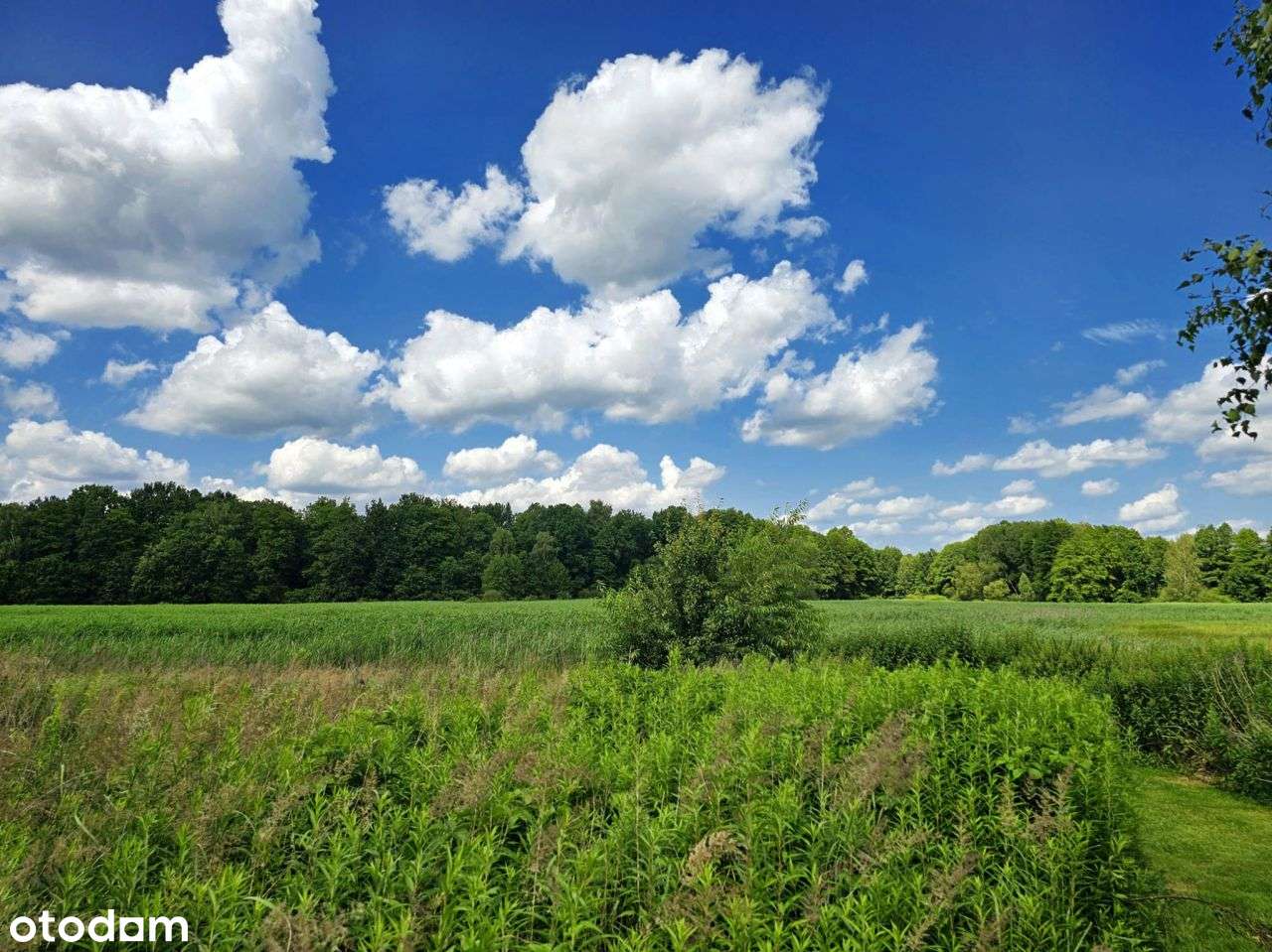 Duża działka budowlano-rolna z potencjałem-8
