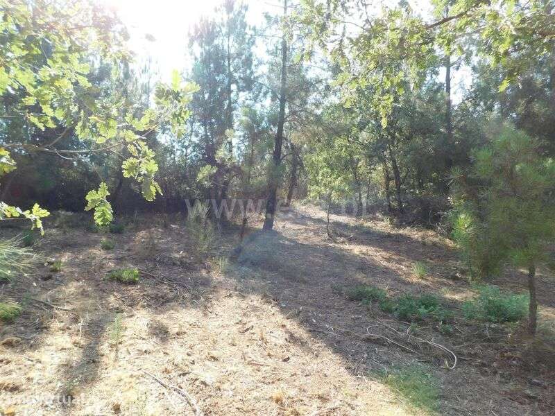 Terreno Rústico / Fundão, Capinha - Grande imagem: 5/8