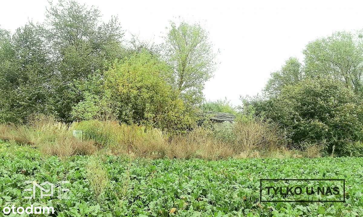 Grunt inwestycyjny 4000 m2 (40 a) - Zemborzyce Dln - Pełny obrazek: 2/4