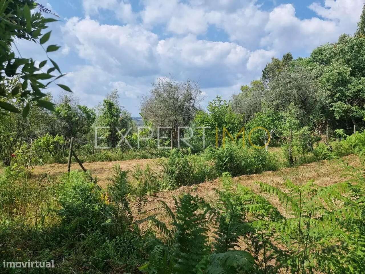 Quinta a 2 quilómetros do Rio Mondego - Tábua - Grande imagem: 5/18