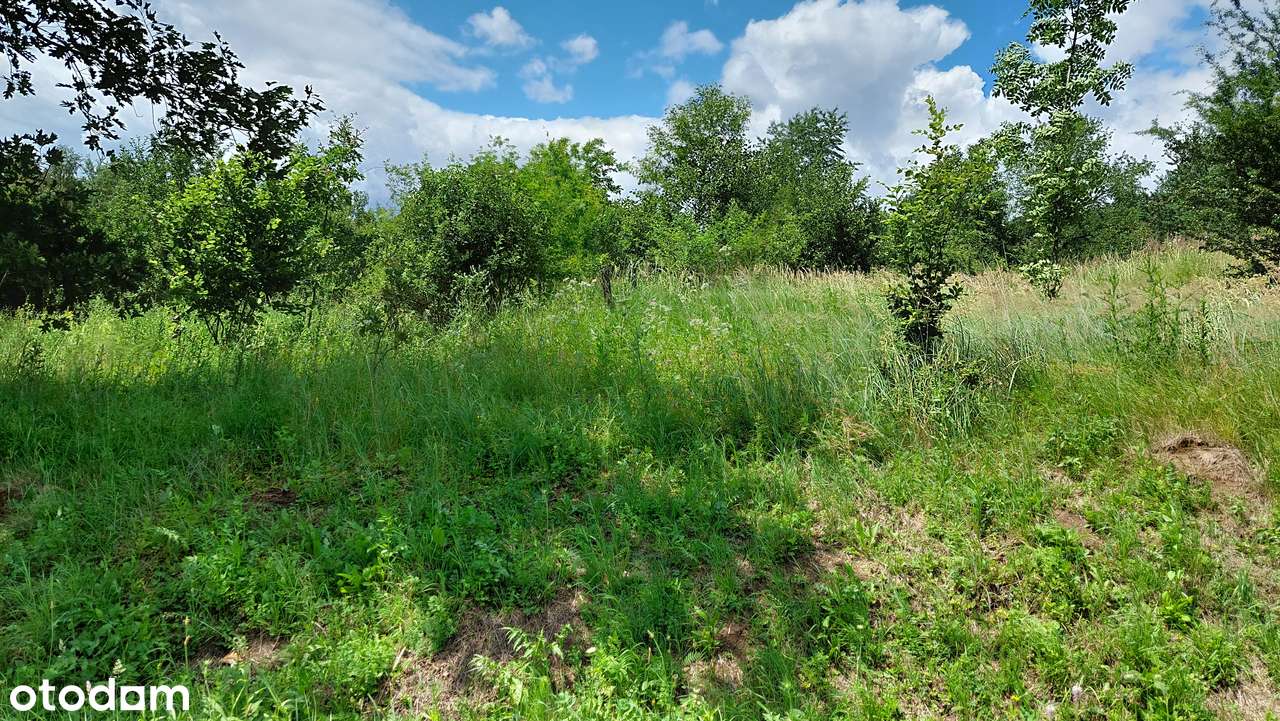 Nowy Borek 50ar - Pełny obrazek: 4/5