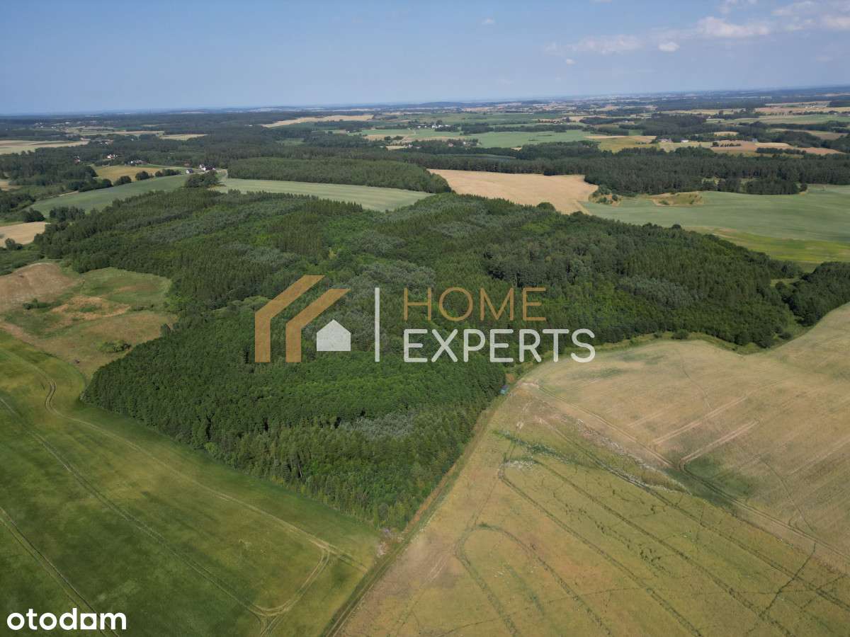 Działka, Las, drewno tartaczne Cena DO Negocjacji - Pełny obrazek: 5/12