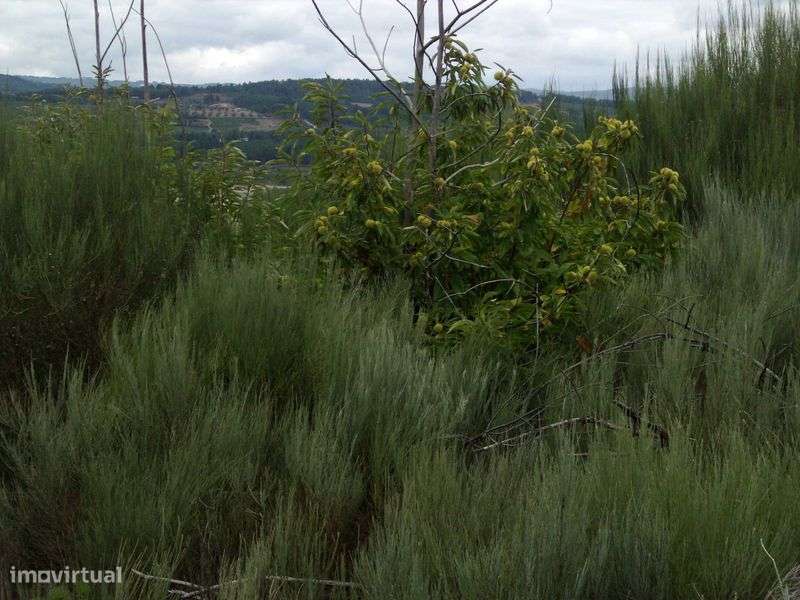 Terreno RUSTICO 3500m2 c/ vista deslumbrante sobre Albufeira Rio Vilar - Grande imagem: 5/10