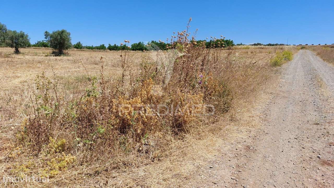 Terreno Agricola com Oliveiras - Grande imagem: 4/21