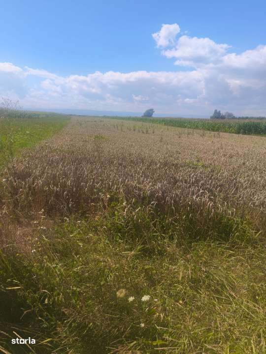 Teren intravilan, 10000mp, zona Maneuti, Radauti - Imagine principală: 4/6